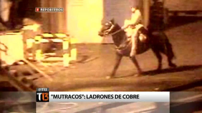 [Reporteros] “Mutracos”: Las bandas que roban cobre a caballo