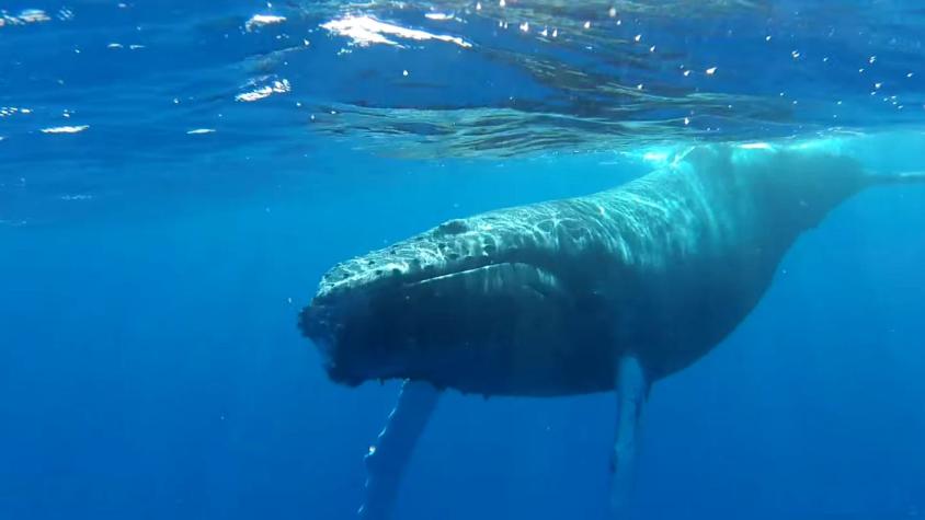 Japón retoma indagaciones sobre ballenas, pero sin cazarlas