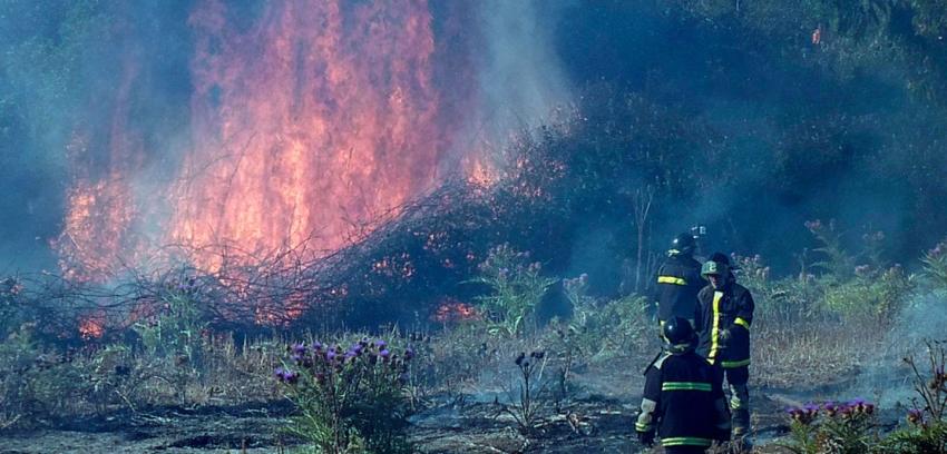 Onemi declara alerta roja en Peralillo por incendio forestal