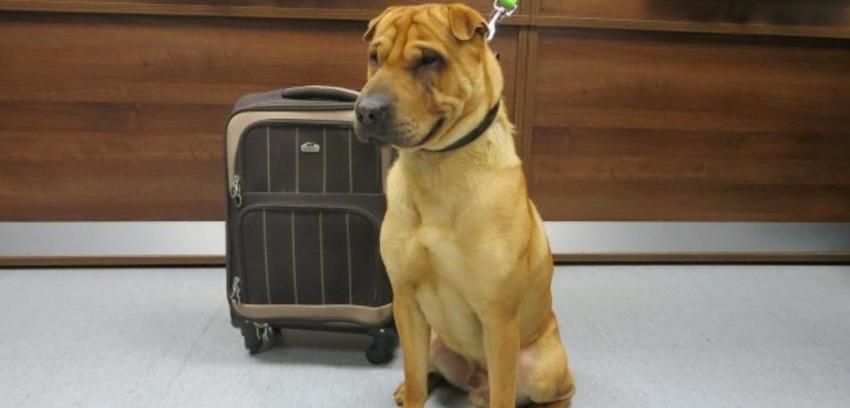 El cambio de vida de Kai, el perro que fue abandonado con su maleta en Escocia
