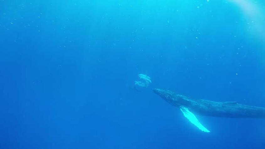 [VIDEO] La ballena jorobada que persigue delfines en las costas de Hawaii