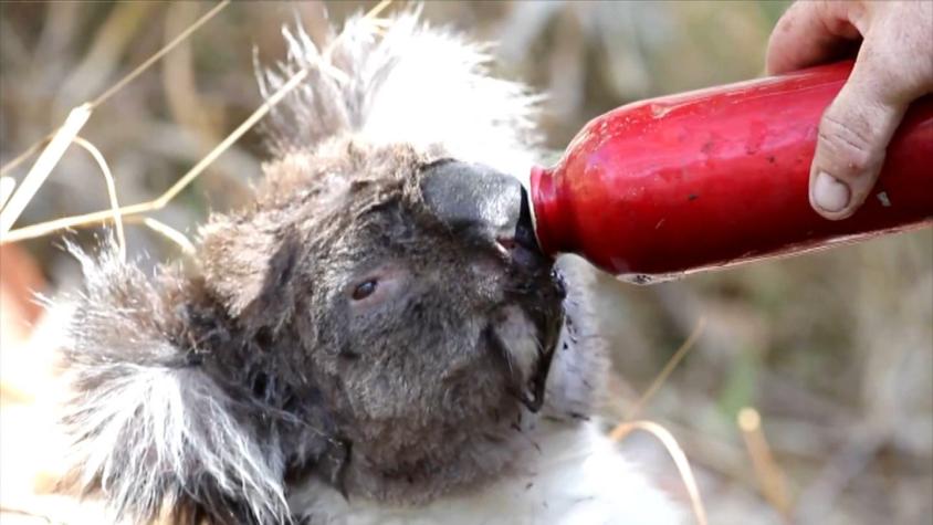 [VIDEO] Koala acepta agua tras devastador incendio forestal en Australia