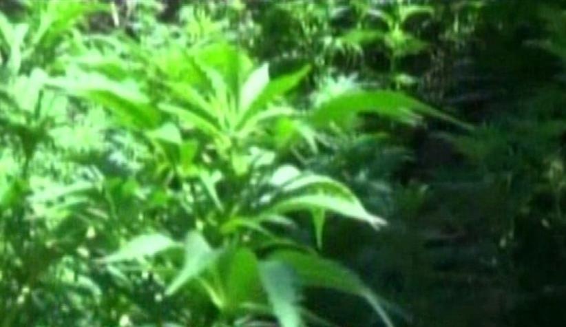 [T13] El SAG autorizó el segundo cultivo y cosecha de marihuana para uso medicinal en el país