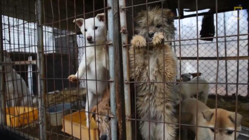 [VIDEO] Estos perros destinados a ser comida fueron rescatados en Corea del Sur