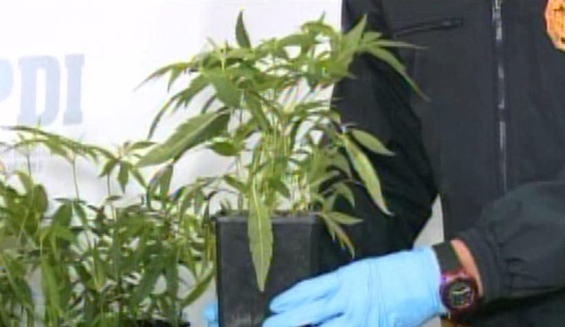 [T13] Más de 287 plantas de cannabis sativa fueron decomisadas esta mañana