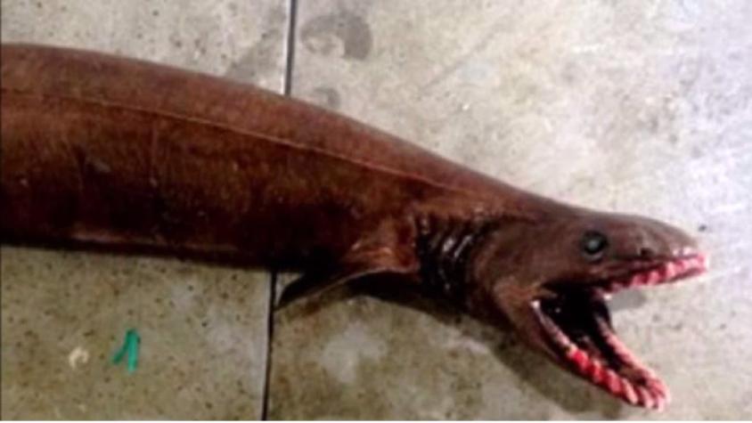 [VIDEO] Así es el tiburón anguila "prehistórico" capturado en Australia