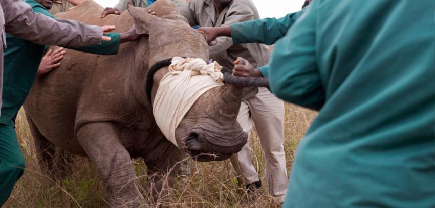 Cazadores furtivos mataron a 1.215 rinocerontes en Sudáfrica durante 2014