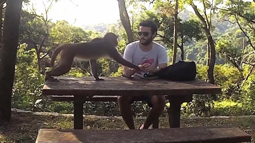[VIDEO] Estos monos roban descaradamente unas bananas a un joven turista
