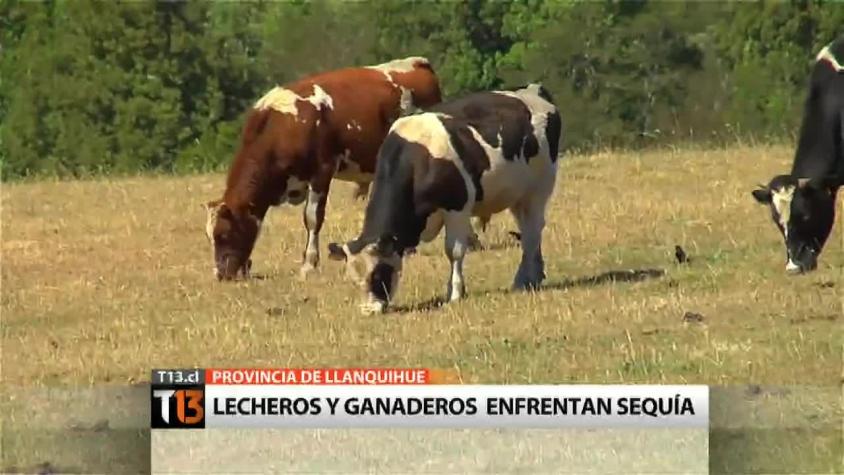 Lecheros y ganaderos enfrentan grave sequía en Llanquihue