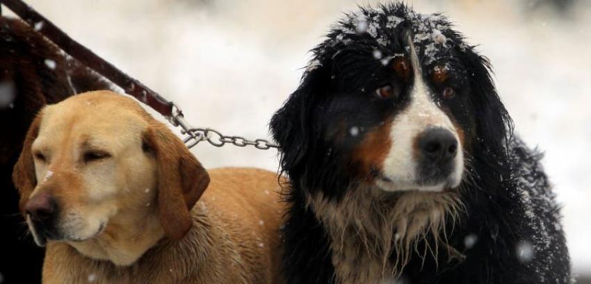 Amplitud repudia decreto que autoriza caza de perros asilvestrados y pide que se revierta