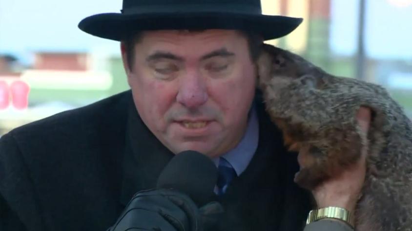 [VIDEO] Jimmy la marmota mordió a alcalde en EE.UU. y se masificó en Internet