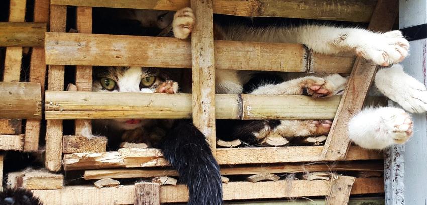 Miles de gatos fueron enterrados vivos en Vietnam
