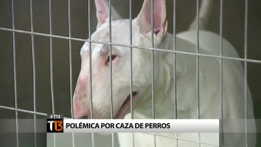 Las polémicas y reacciones al decreto que permite matar perros asilvestrados