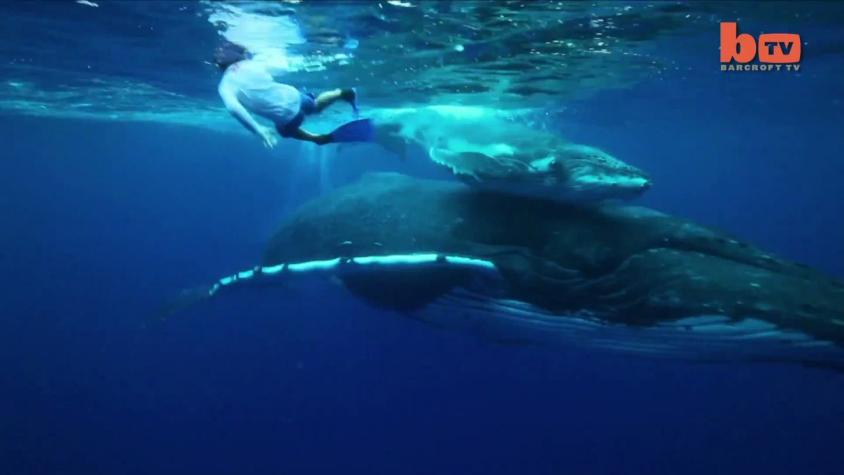 [VIDEO] Niños nadan con ballenas jorobadas en Tonga