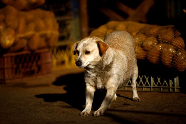 ¿Cuál es la diferencia entre perros asilvestrados y abandonados?