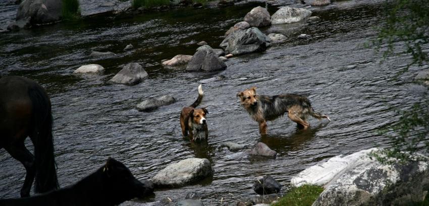 SAG y suspensión de normativa que permitía cazar perros: "Nos faltó explicar"