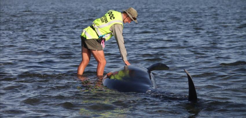Nueva Zelanda: Devuelven al mar 150 ballenas varadas en Bahía Golden