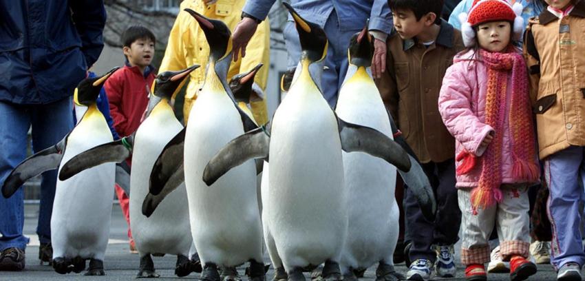 Investigación revela que pingüinos sólo pueden degustar sabores ácidos y salados