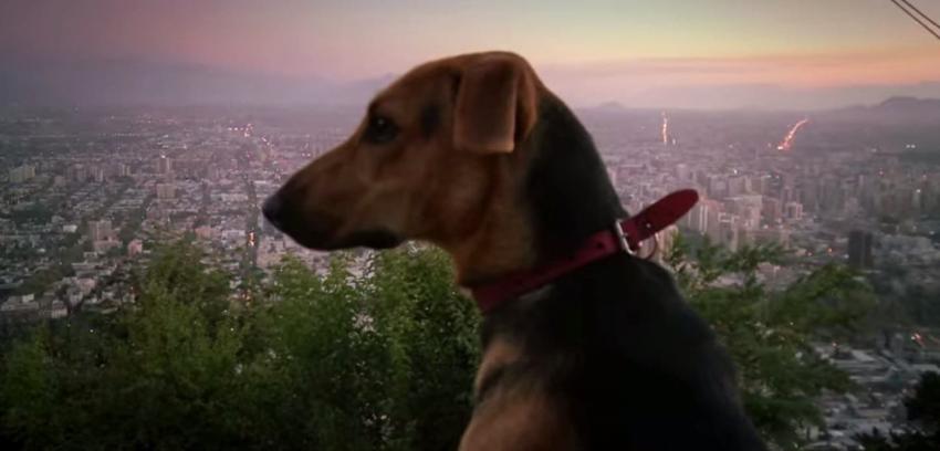 Director de "Gringuito" realiza película sobre el abandono de mascotas en Chile