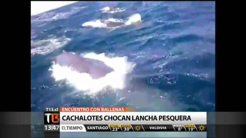 [VIDEO] Cachalotes chocan con lancha pesquera en Lebu