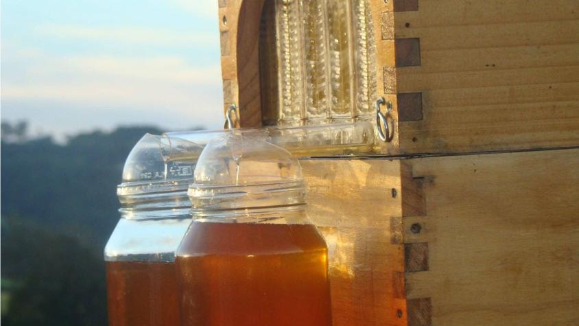 [VIDEO] La novedosa forma de extraer miel sin estresar a las abejas