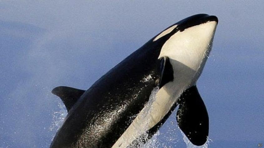 La mortal batalla de orcas contra ballenas