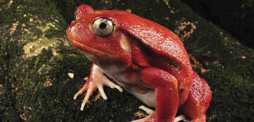 Hongo venenoso amenaza a ranas de Madagascar, según estudio