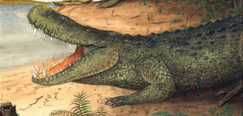El caimán del Amazonas era más poderoso que un tiranosaurio