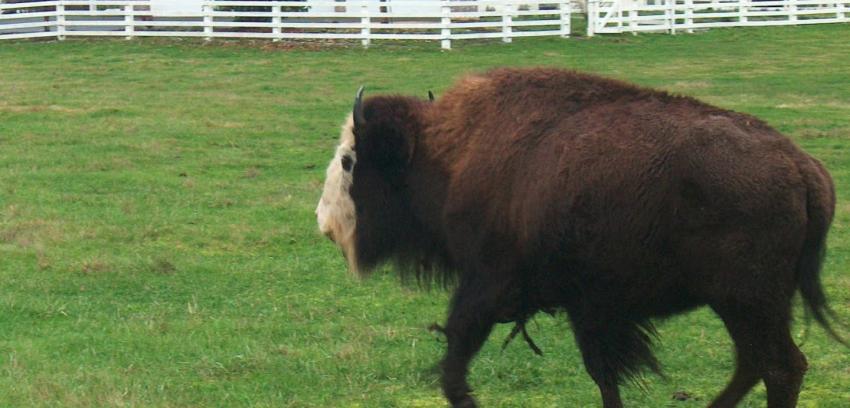 El "beefalo", el híbrido de vaca y búfalo que amenaza al Gran Cañón