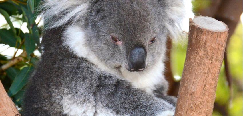 Australia: 700 koalas fueron sacrificados porque sufrían de hambre