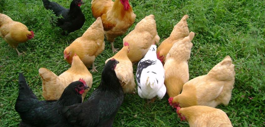 Cuáles son los riesgos de consumir pollo con antibióticos