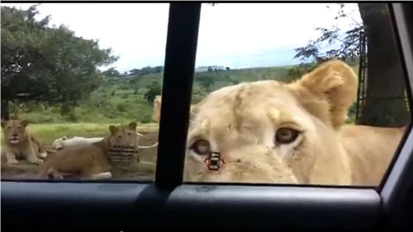 [VIDEO] León abre la puerta de auto de una familia en Sudáfrica