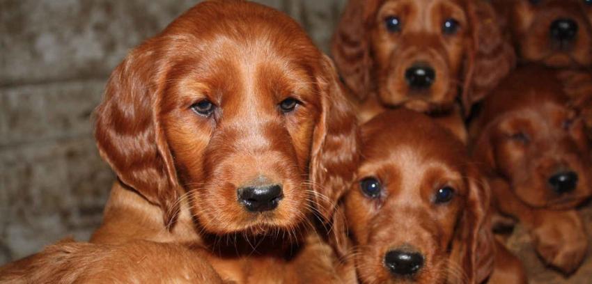Investigan posible envenenamiento de perro en exposición canina de Reino Unido