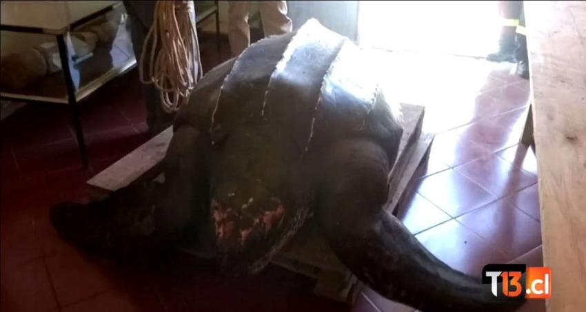 Tortuga de 450 kilos varó en las costas de Navidad