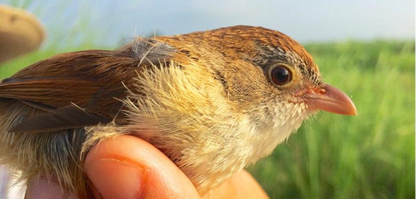 Pequeño pájaro que se creía extinto hace más de 70 años reaparece en Birmania