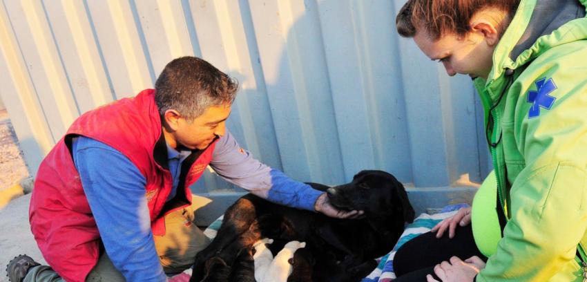 [VIDEO] Revive el emotivo rescate de una perrita y sus cachorros en Valparaíso
