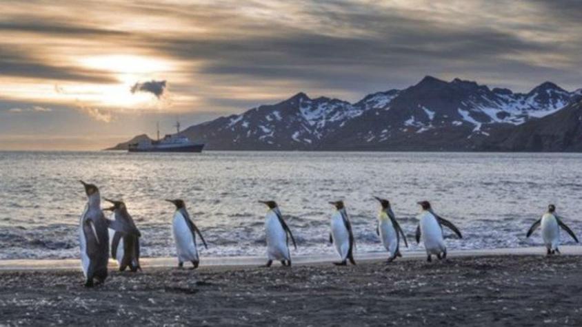 ¿Por qué los pingüinos caminan como patos?