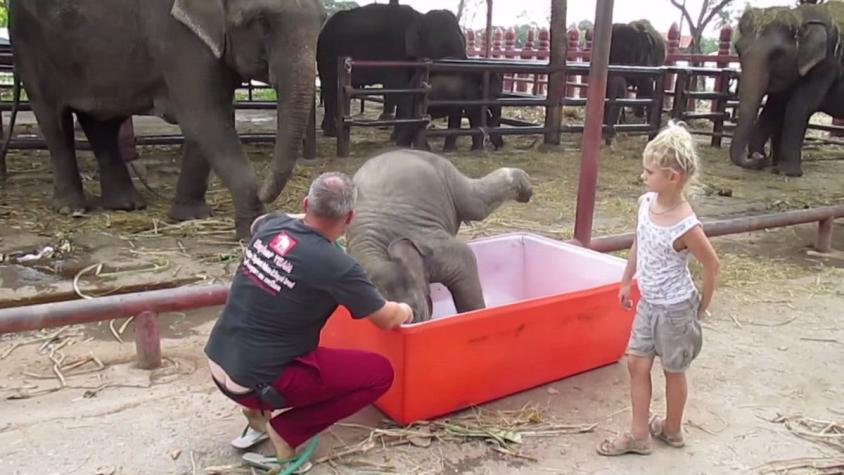 [VIDEO] Los problemas que tiene este pequeño elefante a la hora del baño