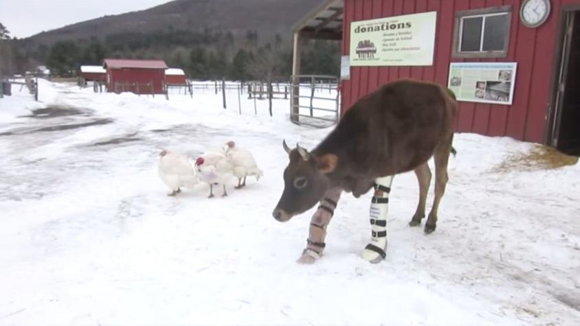 [VIDEO] Esta es la terapia física que mantiene de pie a la vaca “Fawn”