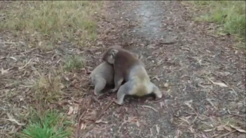 [VIDEO] Esta es la curiosa pelea que protagonizan dos koalas