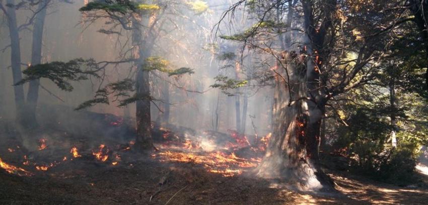Onemi mantiene alerta roja por incendio forestal en Melipeuco