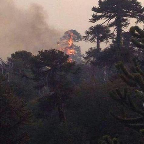 Parlamentarios piden que se decrete Zona de Catástrofe por incendio en Conguillío