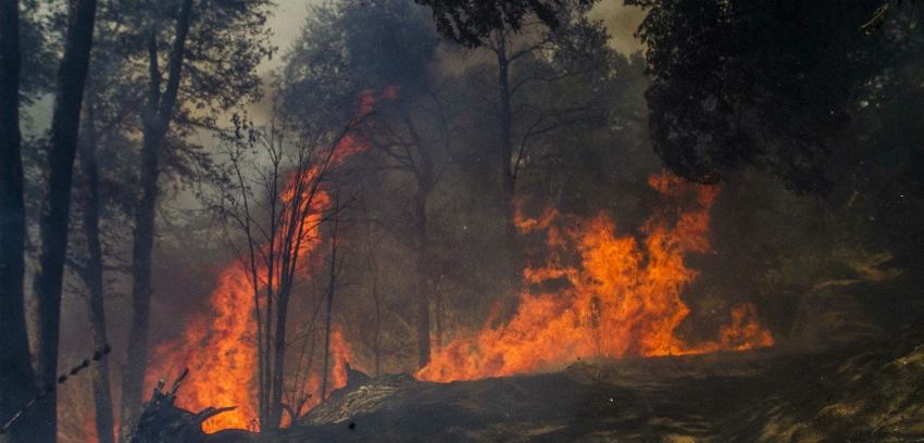 Incendio forestal en La Araucanía: ya se han quemado más de 3.500 hectáreas