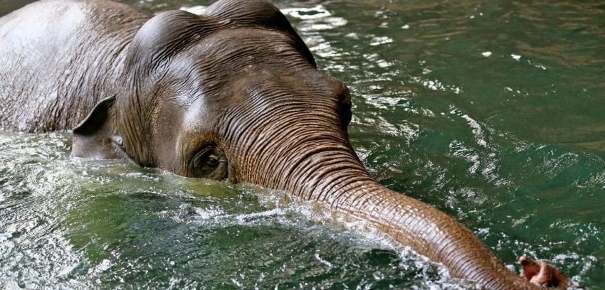 30 países discuten en Botswana medidas para proteger a elefantes de caza furtiva