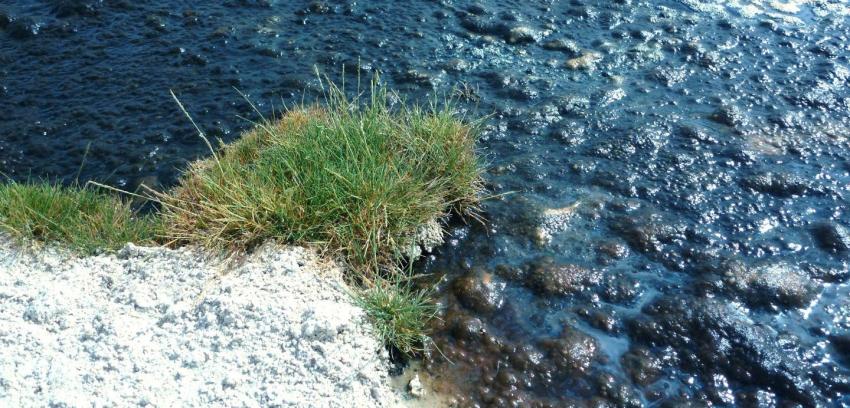 Buscan descontaminar con plantas las aguas del río Lluta
