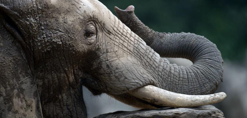 Elefante Africano en peligro de extinción por tráfico de marfil