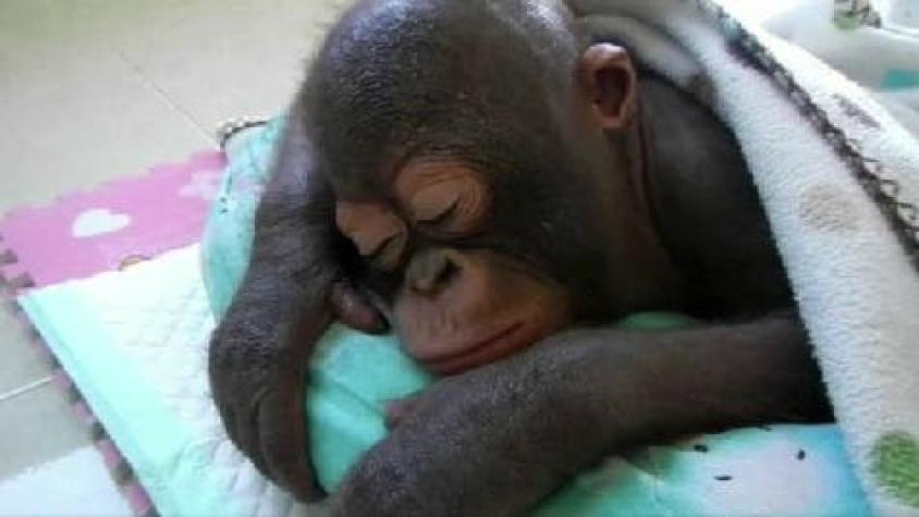 La conmovedora historia del bebé orangután maltratado que rescataron en Borneo