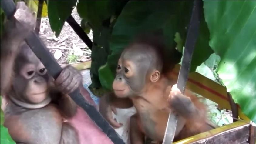 Bebé orangután rescatado de maltrato conoce a su primer amigo