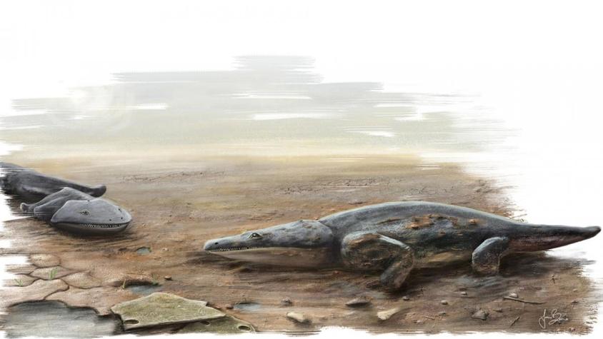 Encuentran los restos de salamandra gigante desconocida