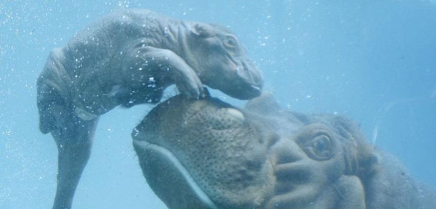 [VIDEO] Captan emocionante nacimiento de un hipopótamo en San Diego